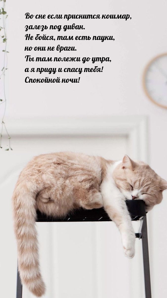 Во сне если приснится кошмар, залезь под диван. Спокойной ночи!