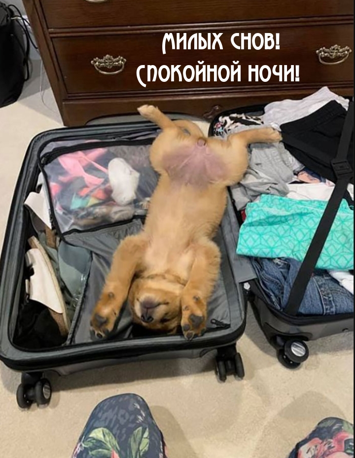 Милых снов! Спокойной ночи!