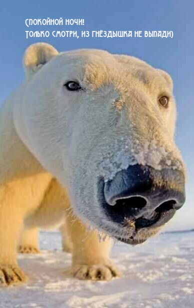 Спокойной ночи! Только смотри, из гнёздышка не выпади) 