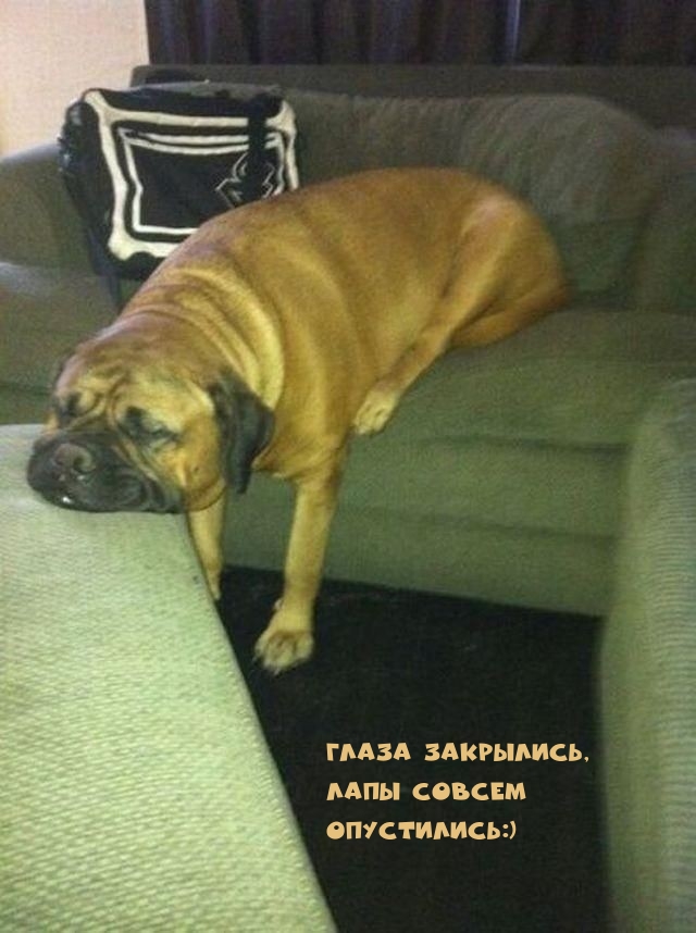 Глаза закрылись, Лапы совсем опустились:) 