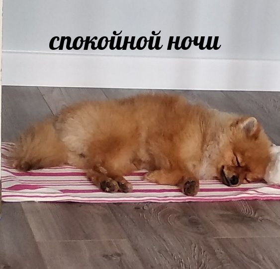 спокойной ночи со шпицем.