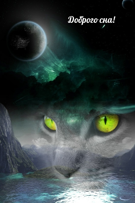 Доброго сна, кошачьего!