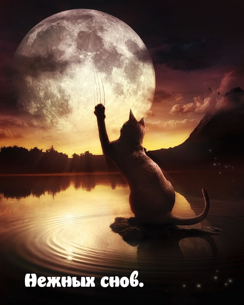 Нежных снов  мур мяу.