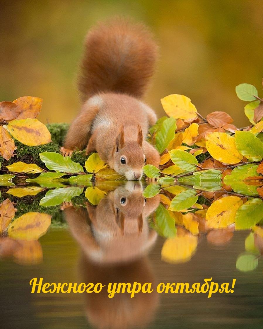 Нежного утра октября!