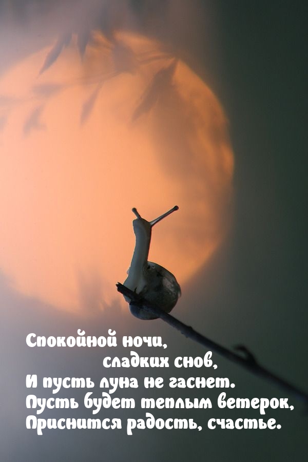 Спокойной ночи, сладких снов, и пусть луна не гаснет.
