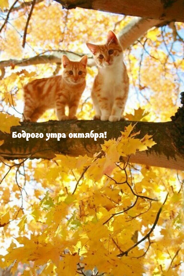Бодрого утра октября!