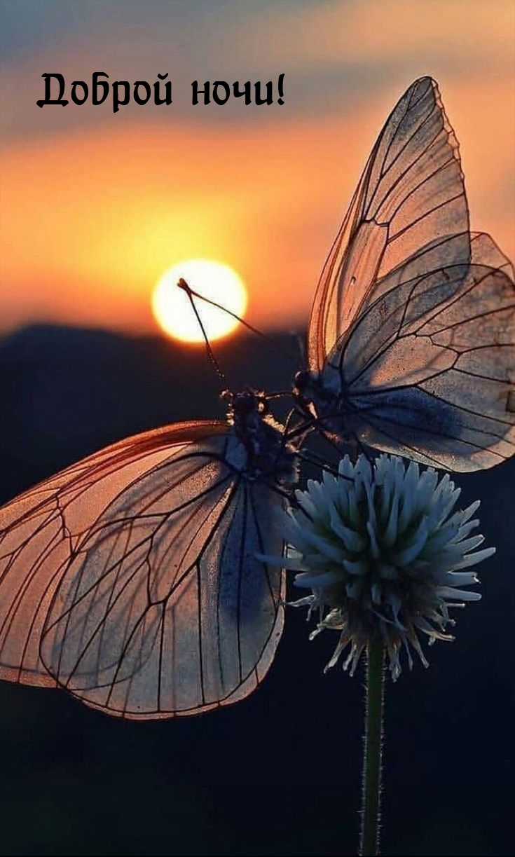 Доброй ночи!