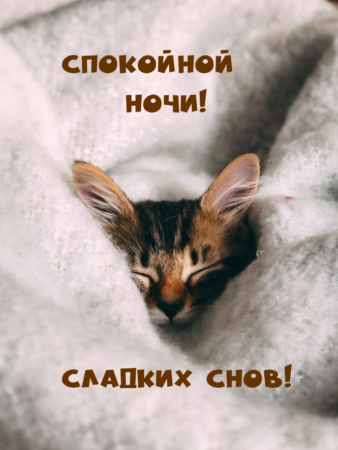 Спокойной ночи! Сладких снов!