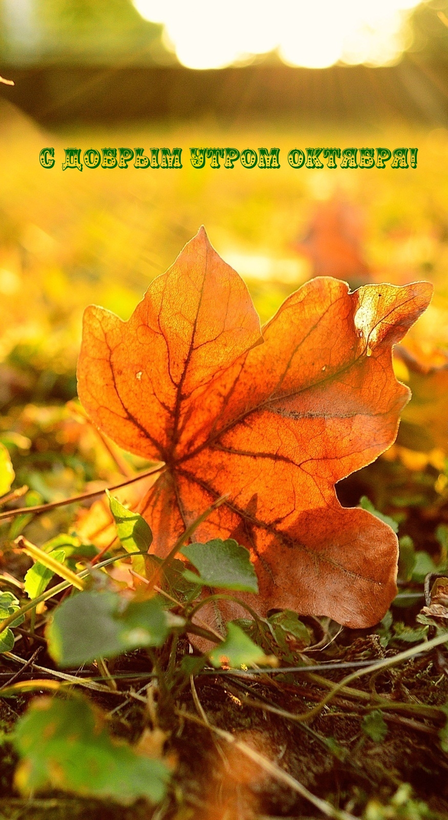 С добрым утром октября!