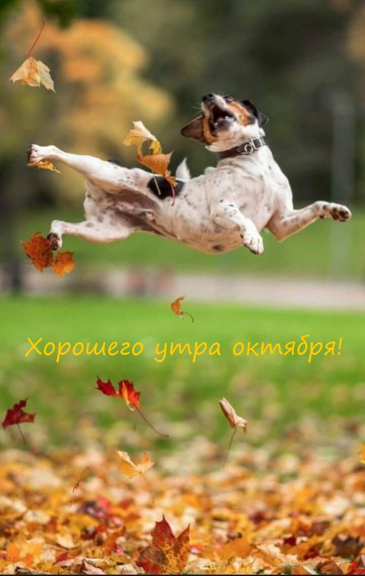 Хорошего утра октября!