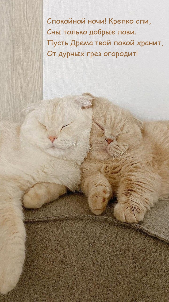 Спокойной ночи! Крепко спи, сны только добрые лови.