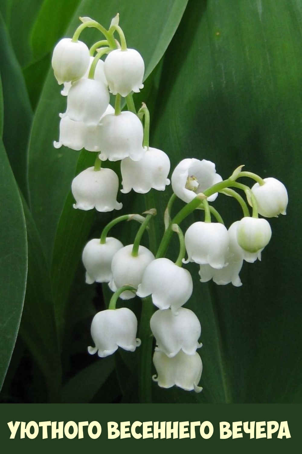 Уютного весеннего вечера