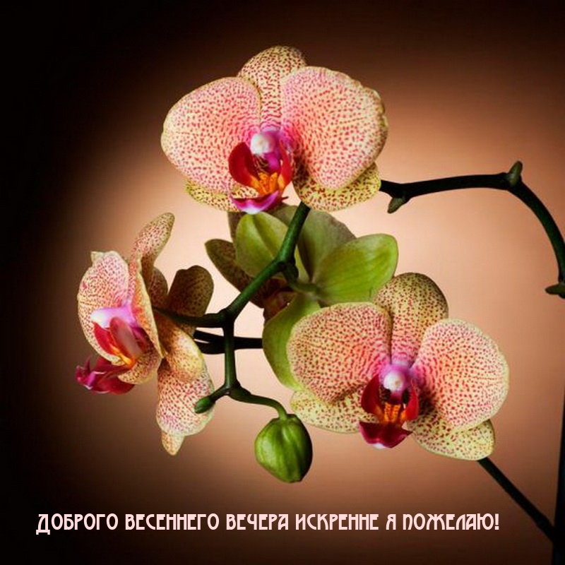 Доброго весеннего вечера искренне я пожелаю!