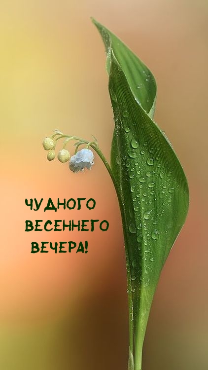 Чудного весеннего вечера!