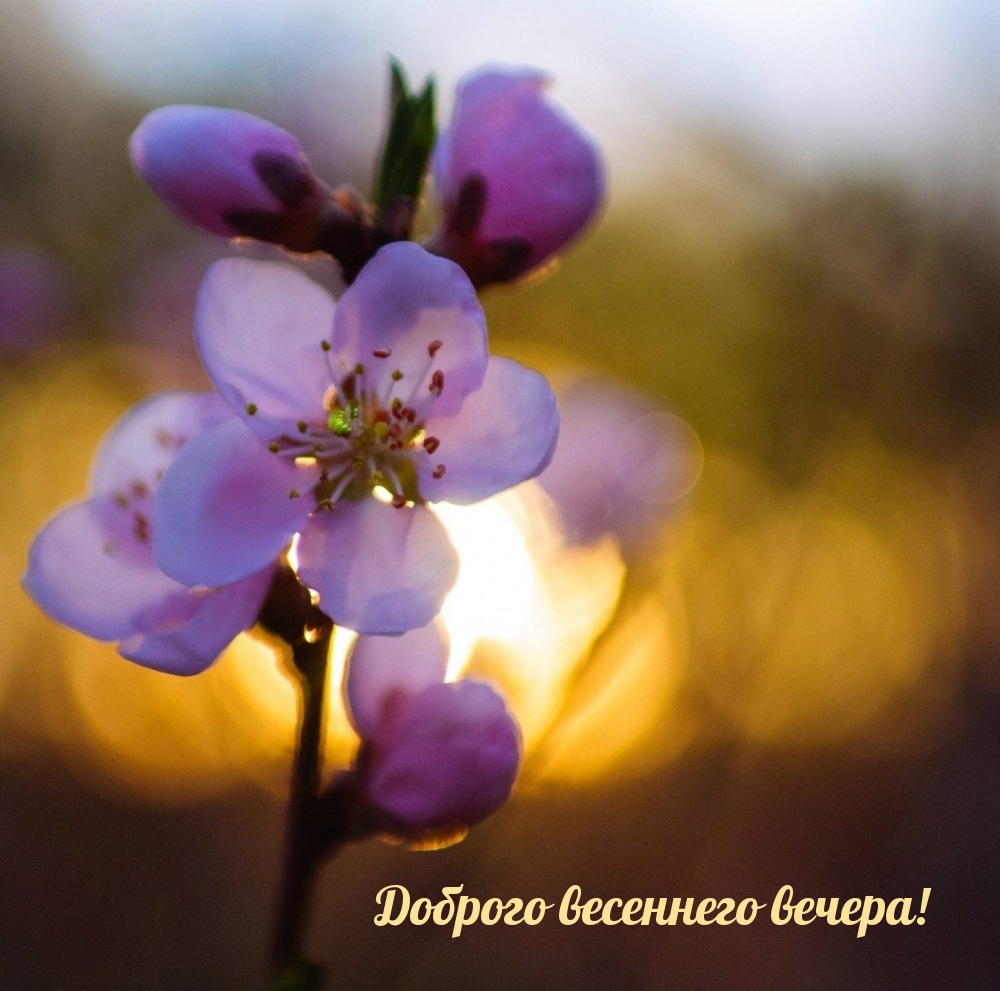 Доброго весеннего вечера!
