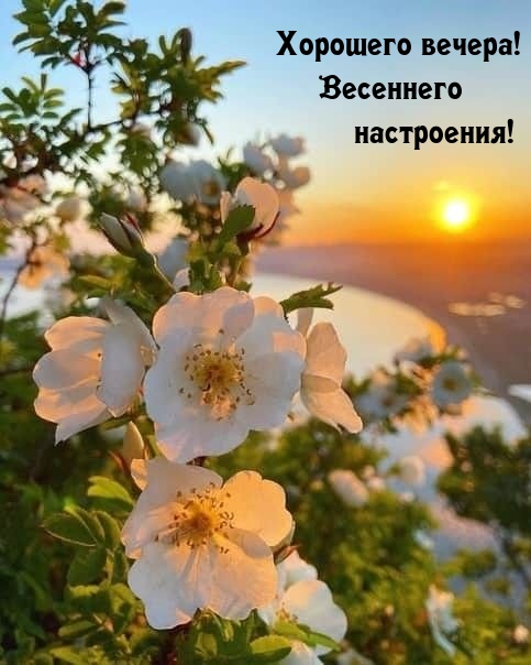 Хорошего вечера! Весеннего настроения!