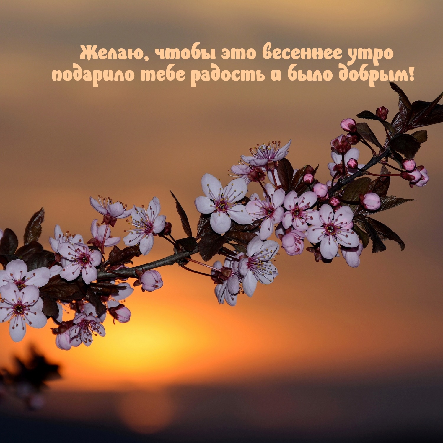 Желаю, чтобы это весеннее утро подарило радость и было добрым!