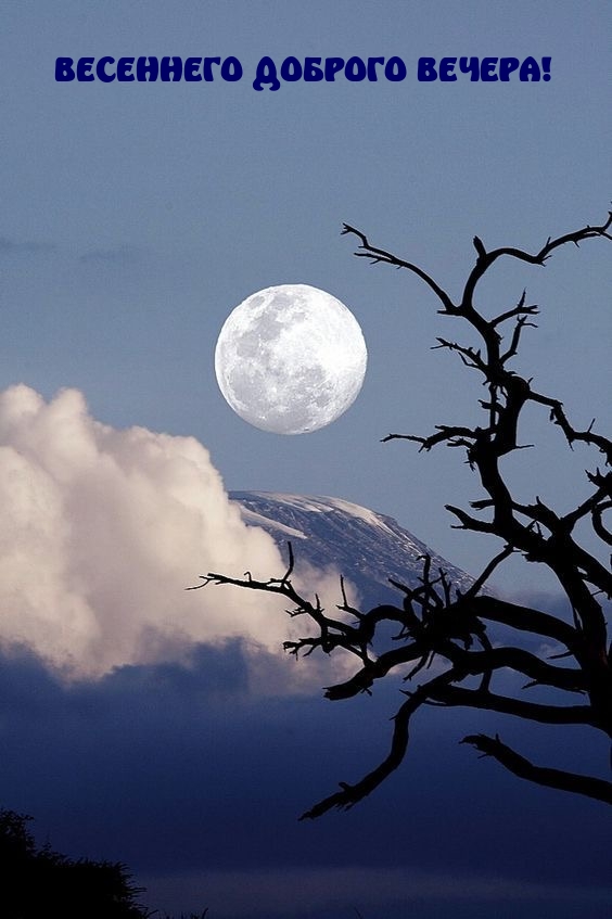 Весеннего доброго вечера!