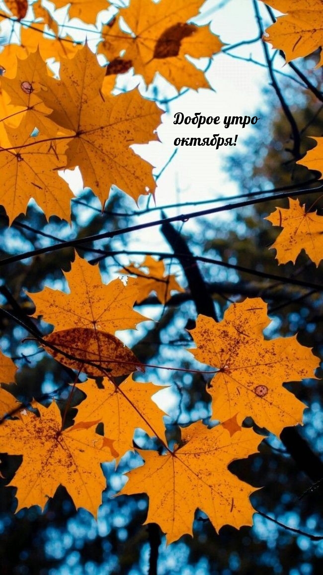 Доброе утро октября!