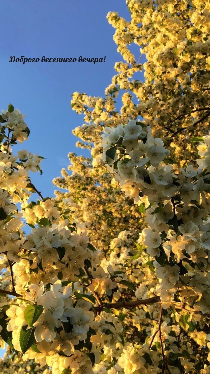 Доброго весеннего вечера!