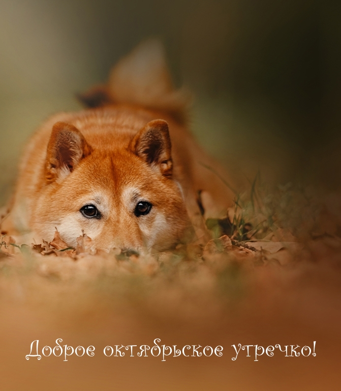 Доброе октябрьское утречко!