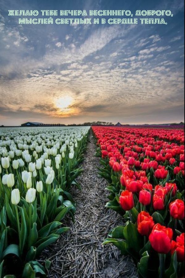 Вечера весеннего, доброго, мыслей светлых и в сердце тепла.