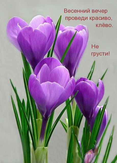 Весенний вечер   проведи красиво, клёво. Не грусти!