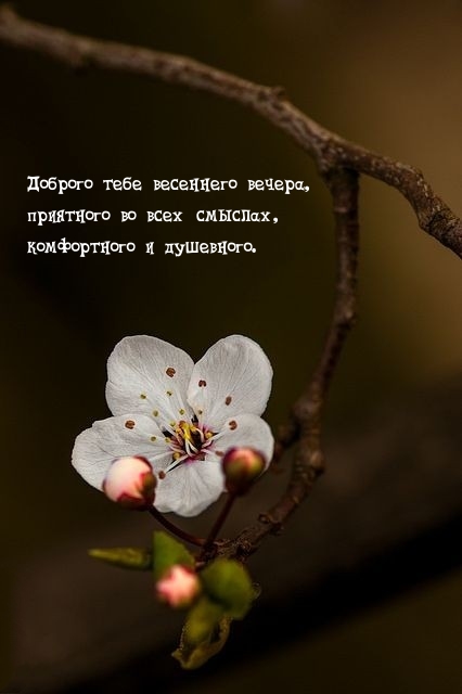 Доброго тебе весеннего вечера, приятного во всех смыслах