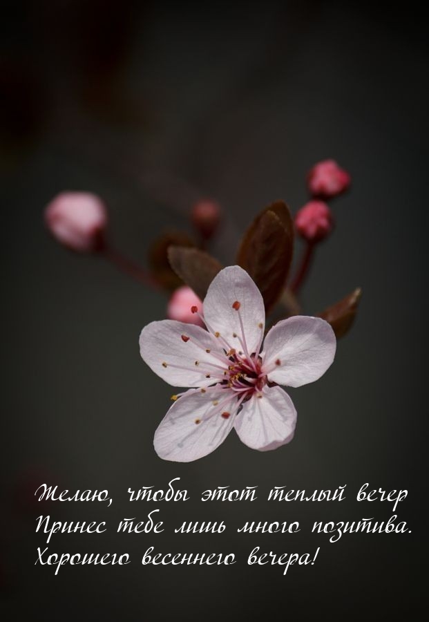 Желаю, чтобы этот теплый вечер принес лишь много позитива.