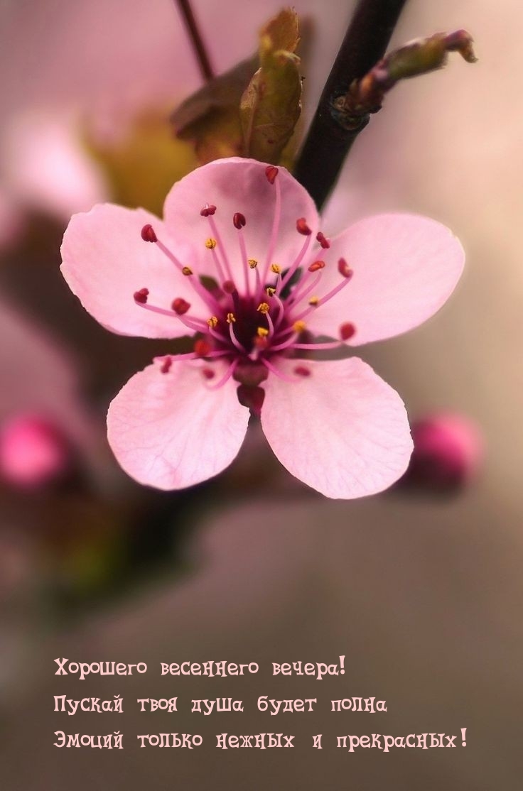 Хорошего весеннего вечера! Пускай твоя душа будет полна