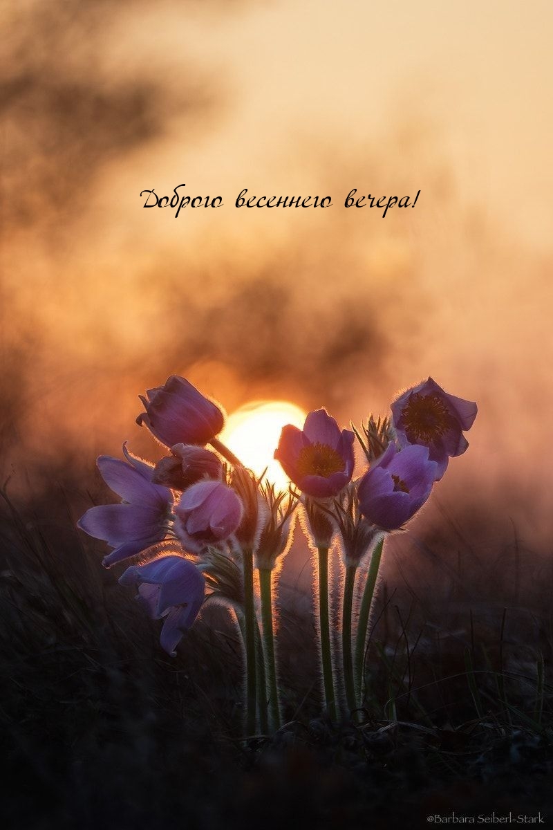 Доброго весеннего вечера!