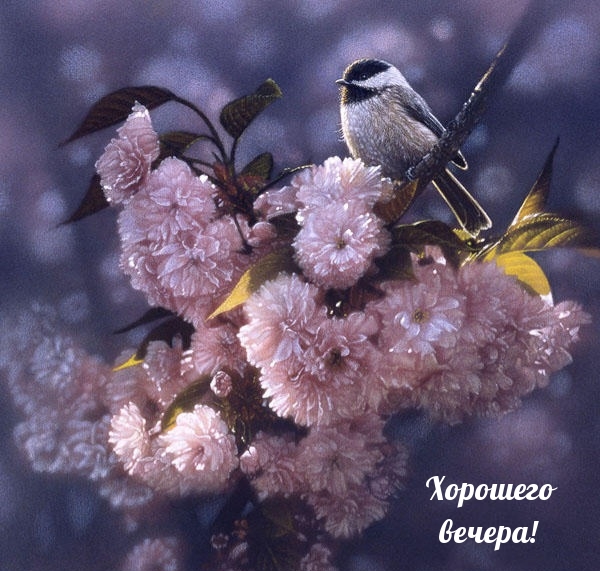 Хорошего вечера!