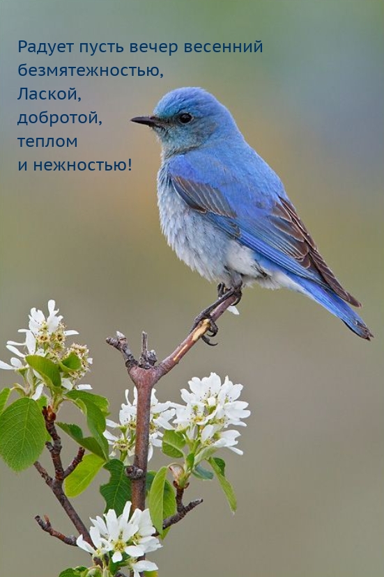 Радует пусть вечер весенний безмятежностью
