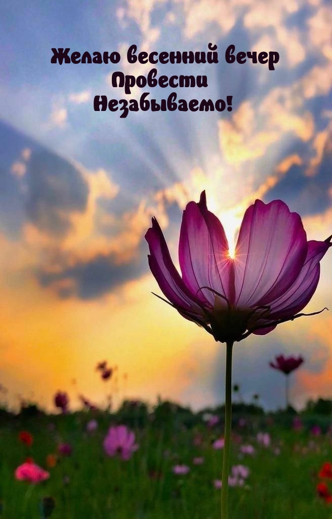 Желаю весенний вечер провести незабываемо!