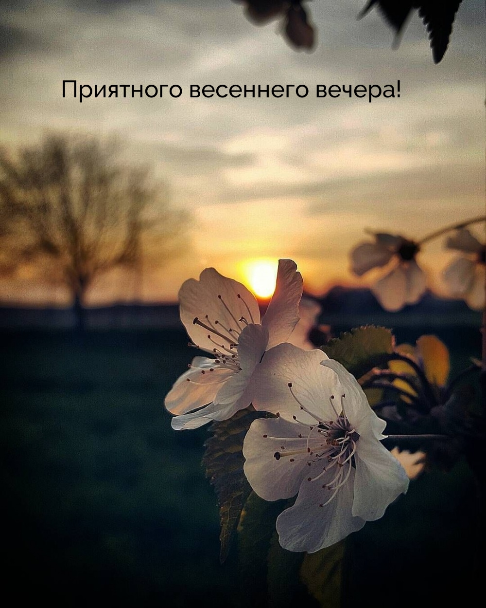 Приятного весеннего вечера!