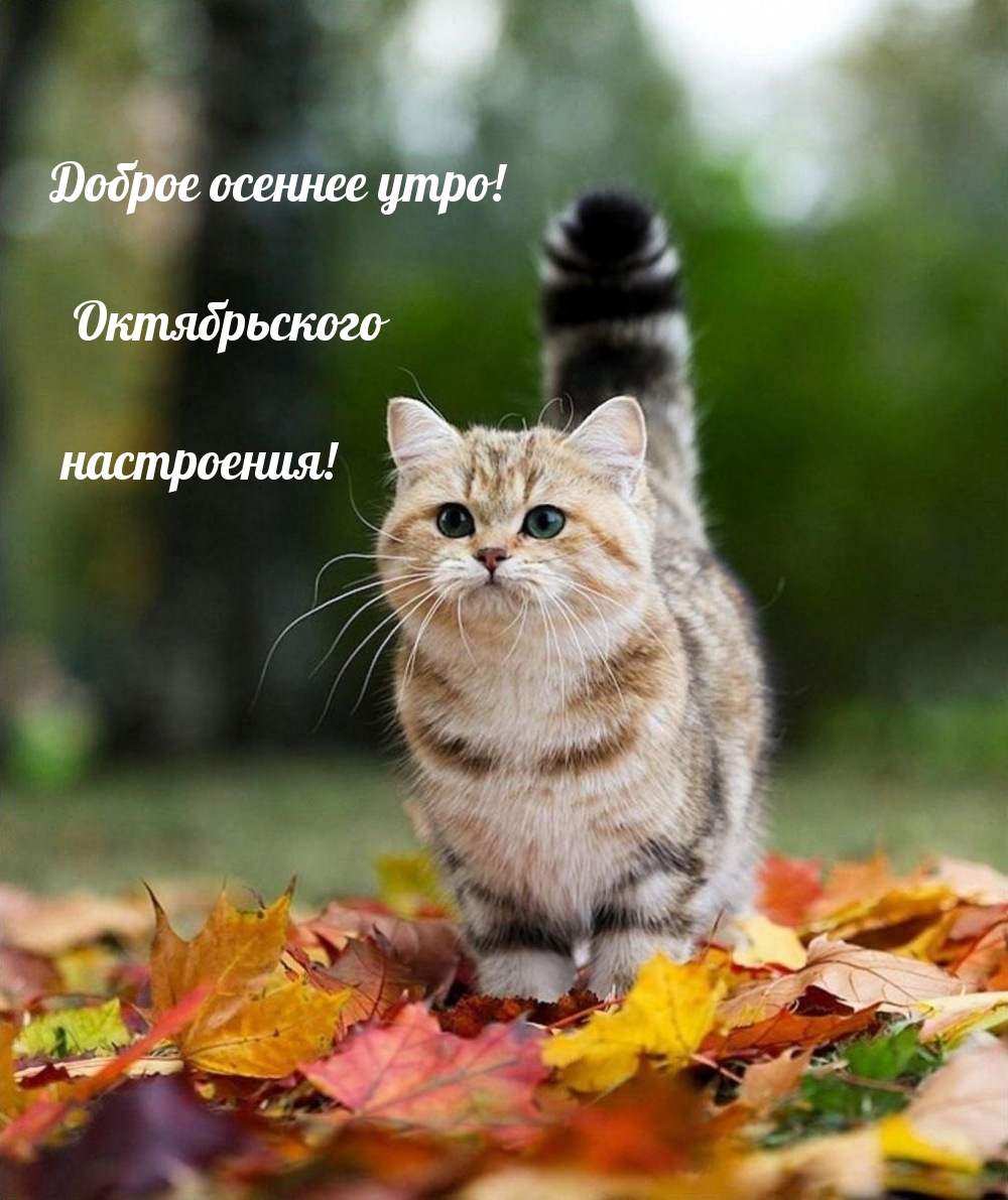Доброе осеннее утро! Октябрьского настроения!