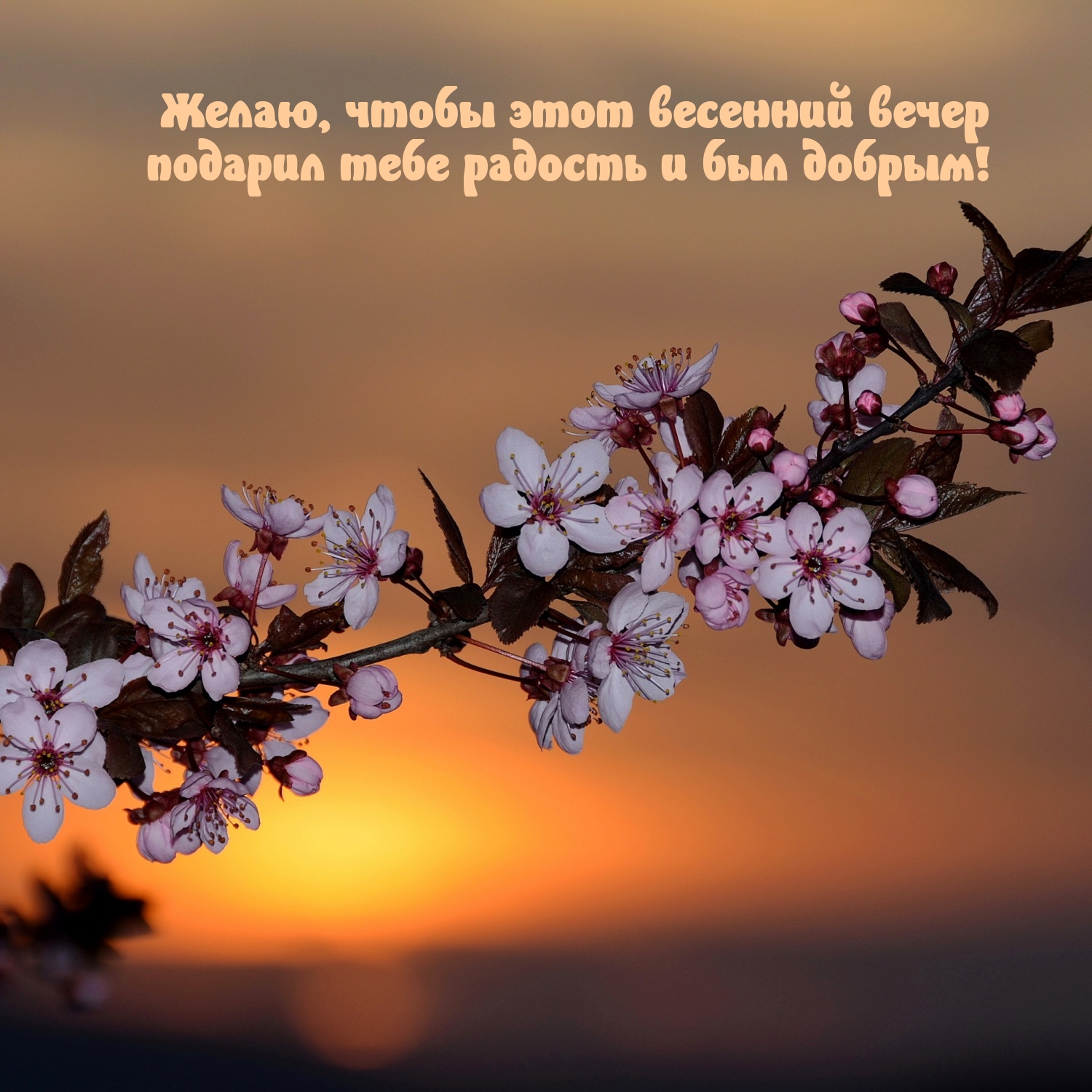 Желаю, чтобы этот весенний вечер подарил радость и был добрым!