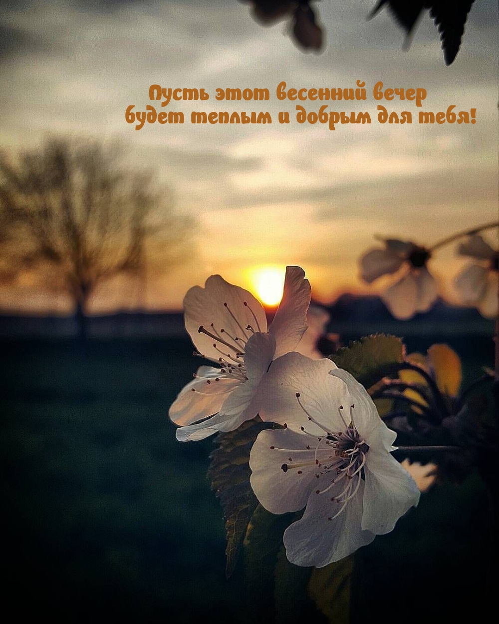 Пусть этот весенний вечер будет теплым и добрым для тебя!