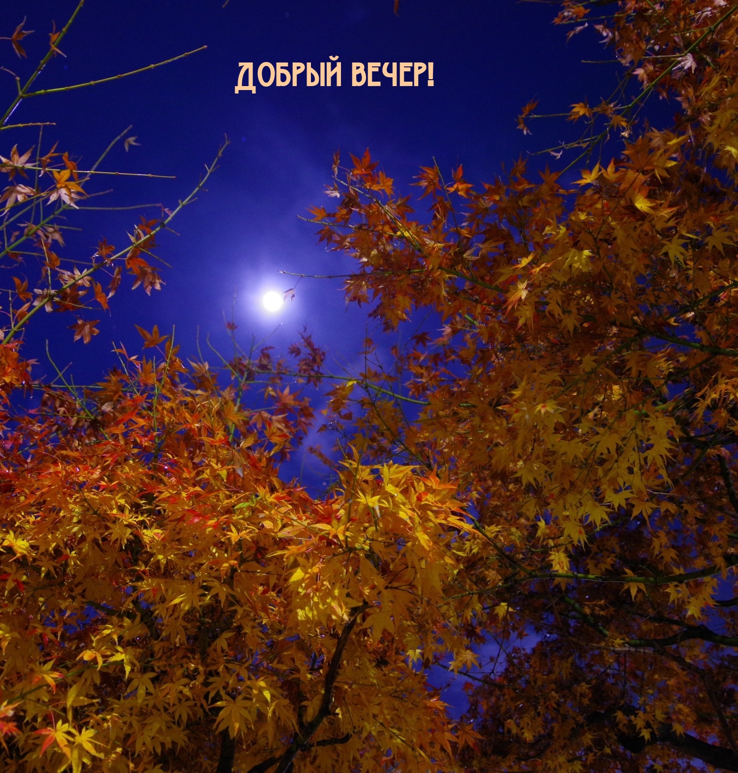 Добрый вечер!