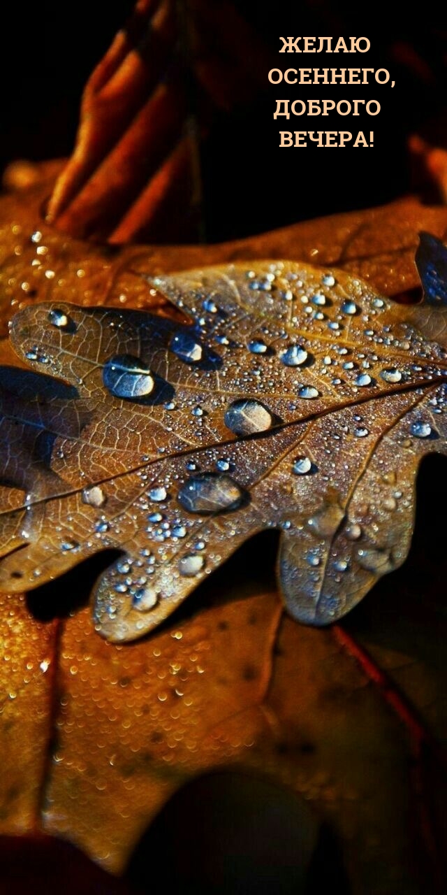 Желаю осеннего, доброго вечера!