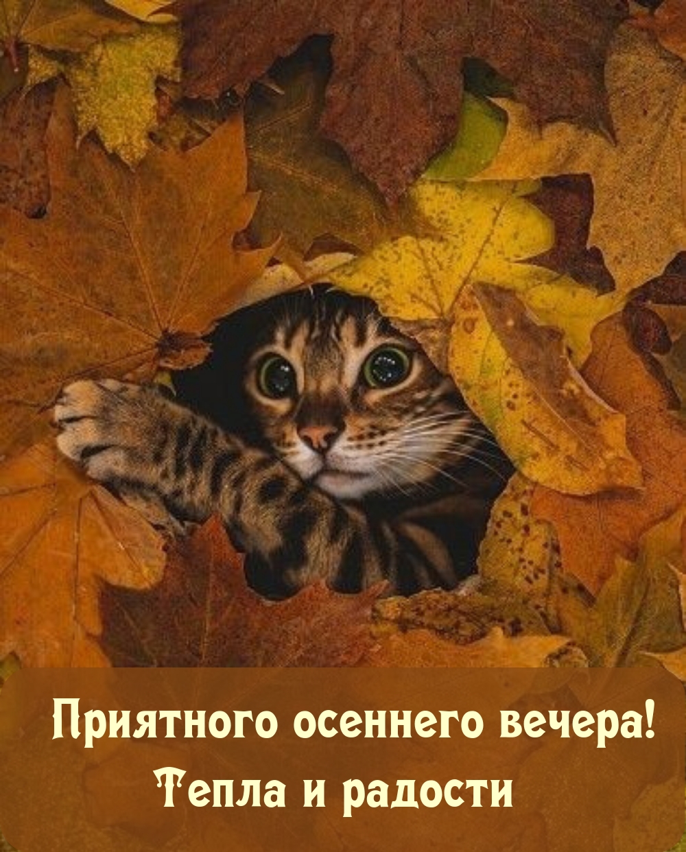 Приятного осеннего вечера! Тепла и радости