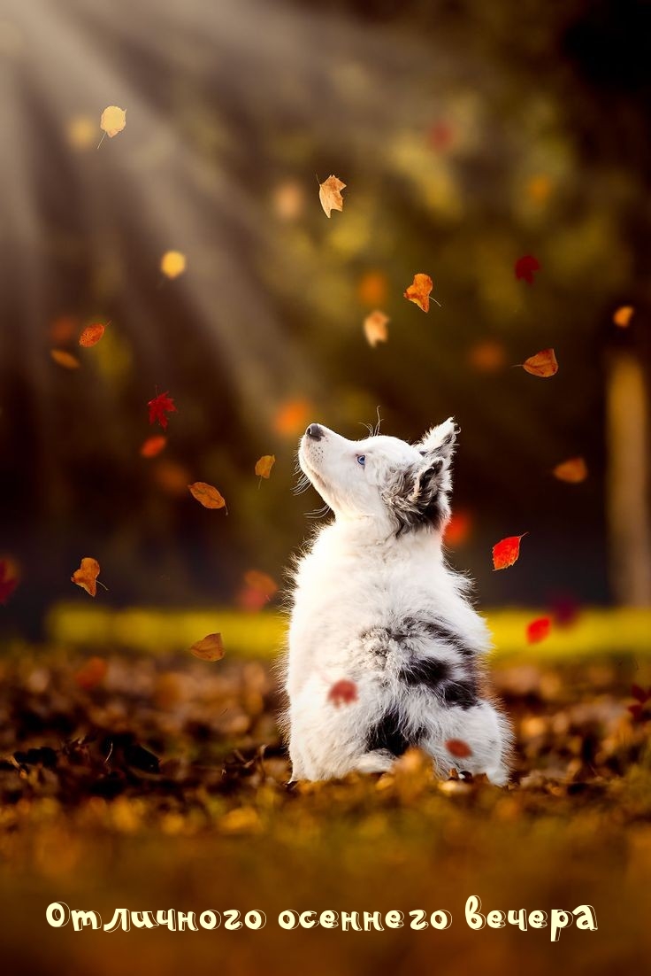 Отличного осеннего вечера