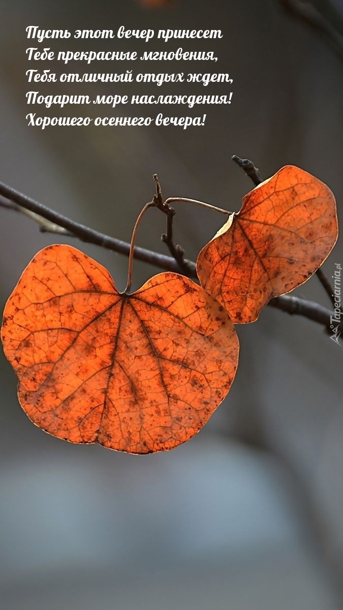 Пусть этот вечер принесет Тебе прекрасные мгновения!