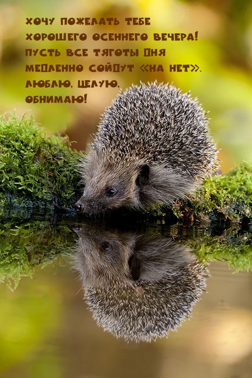 Хочу пожелать тебе хорошего осеннего вечера! 