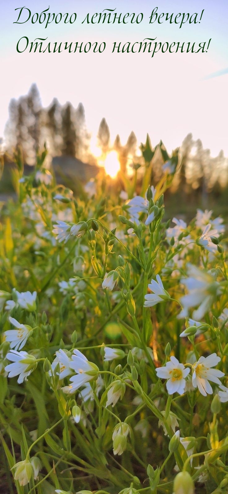 Доброго летнего вечера! Отличного настроения! 