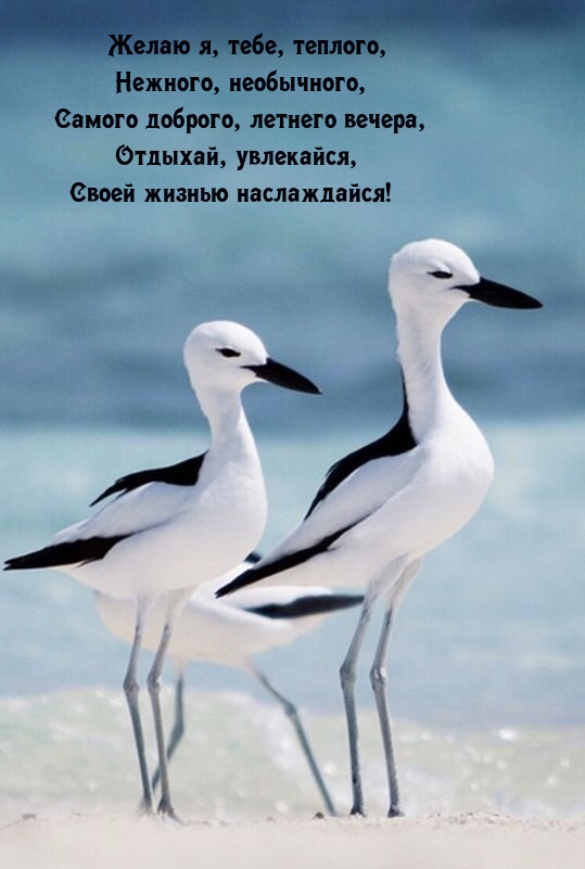 Нежного, необычного, самого доброго, летнего вечера