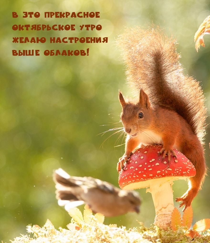 В это прекрасное Октябрьское утро желаю настроения  