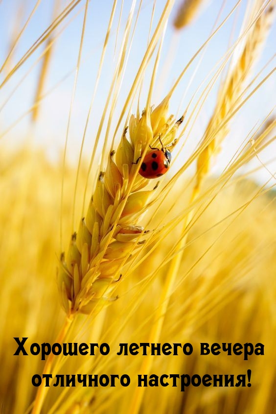 Хорошего летнего вечера отличного настроения! 