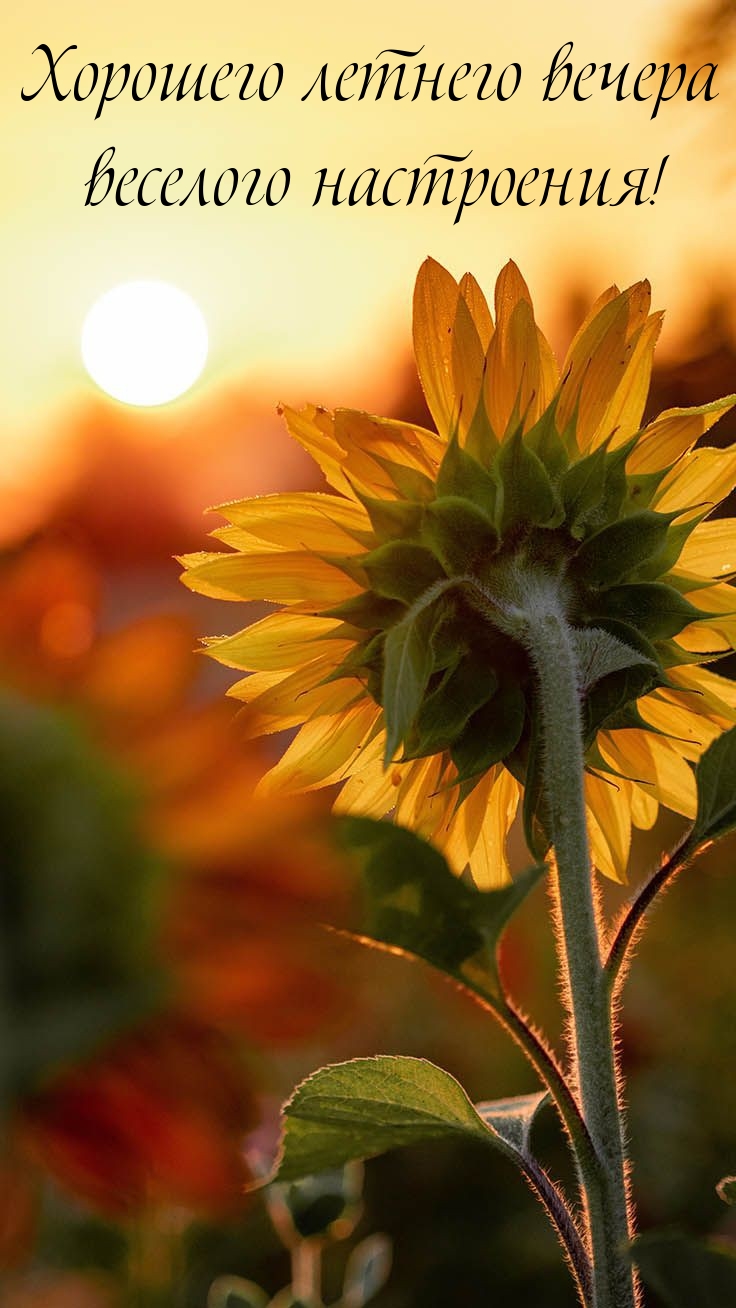 Хорошего летнего вечера веселого настроения! 