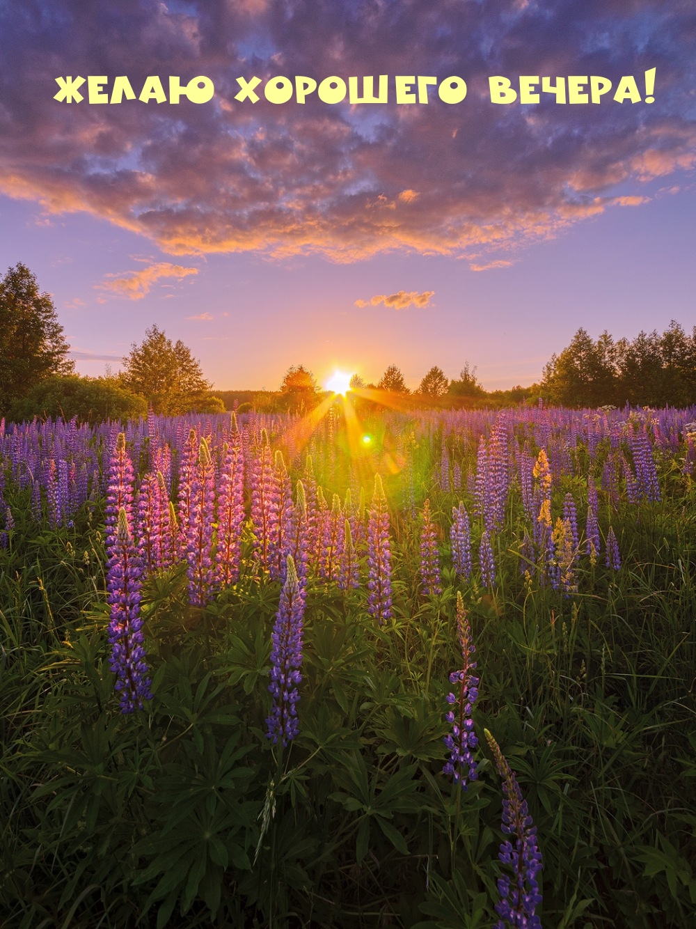 Желаю хорошего вечера!